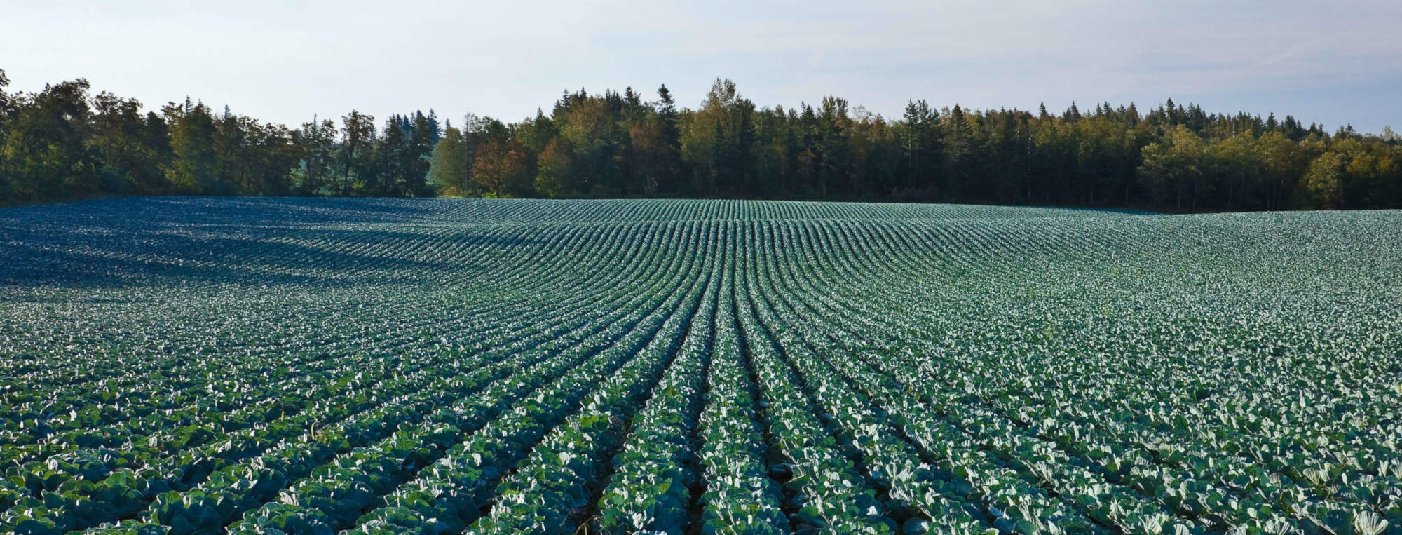 t and j produce's field of cabbage