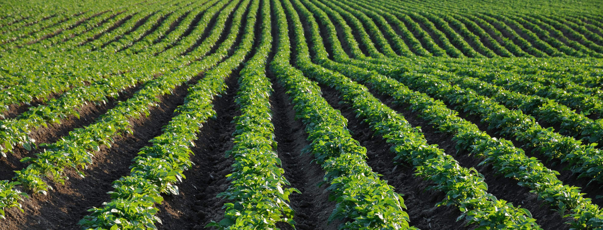 t and j produce's field of potatoes