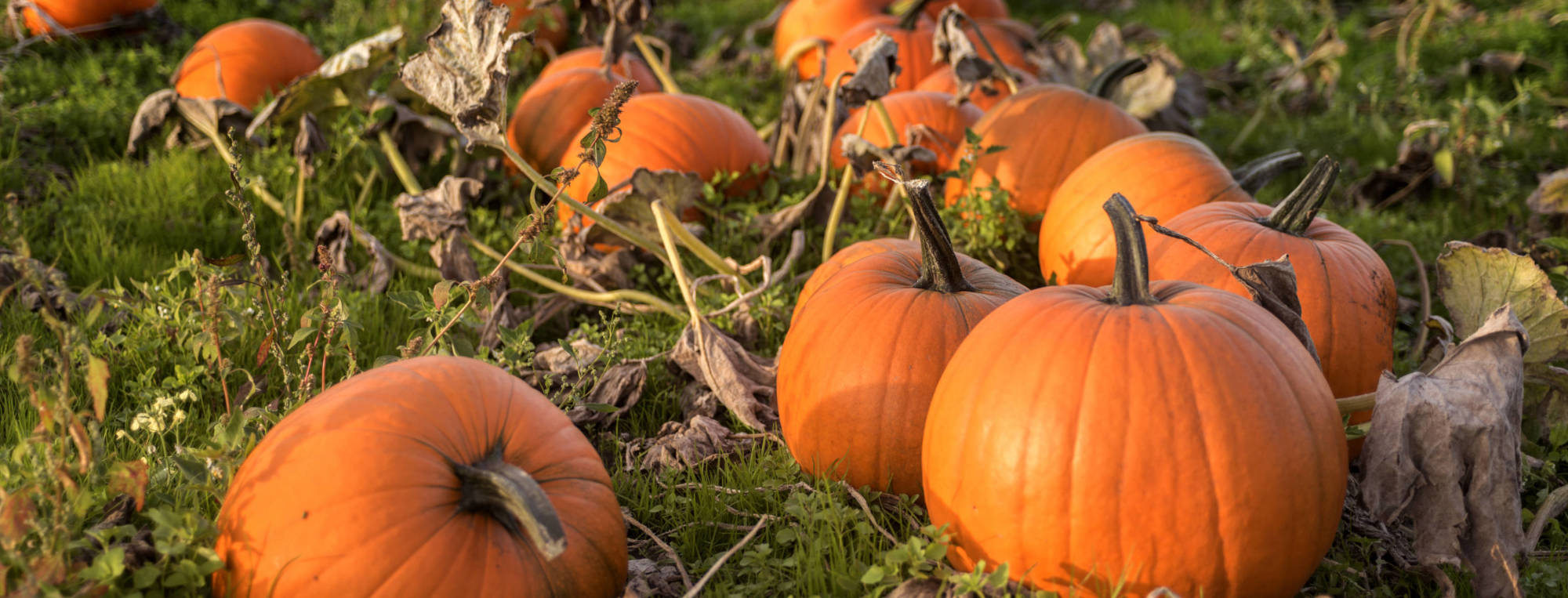 t and j produce's field of pumpkins