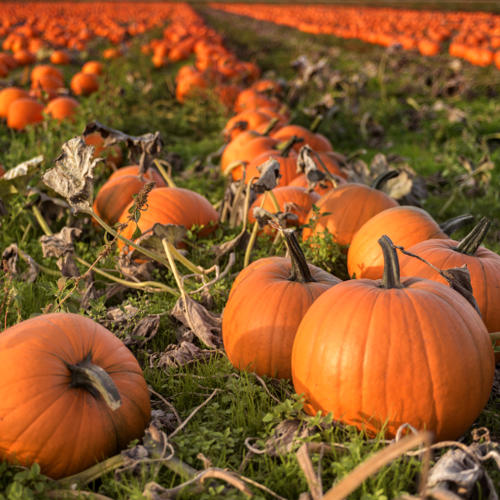 field of pumpkins ready to be picked