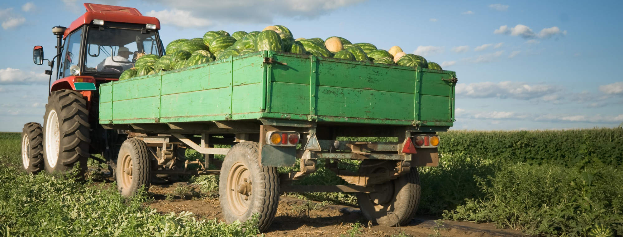 t and j produce's field of watermelons