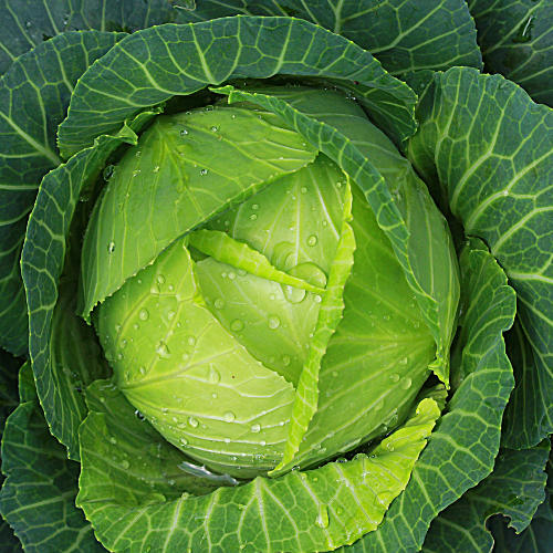 cabbage head with water drops ready to be harvested