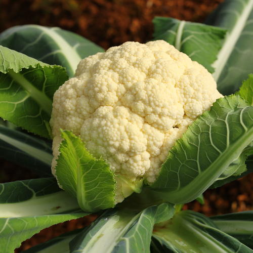 cauliflower growing in a field ready to be picked