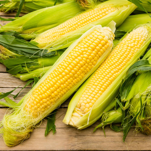 corn ear on a stalk ready to harvest