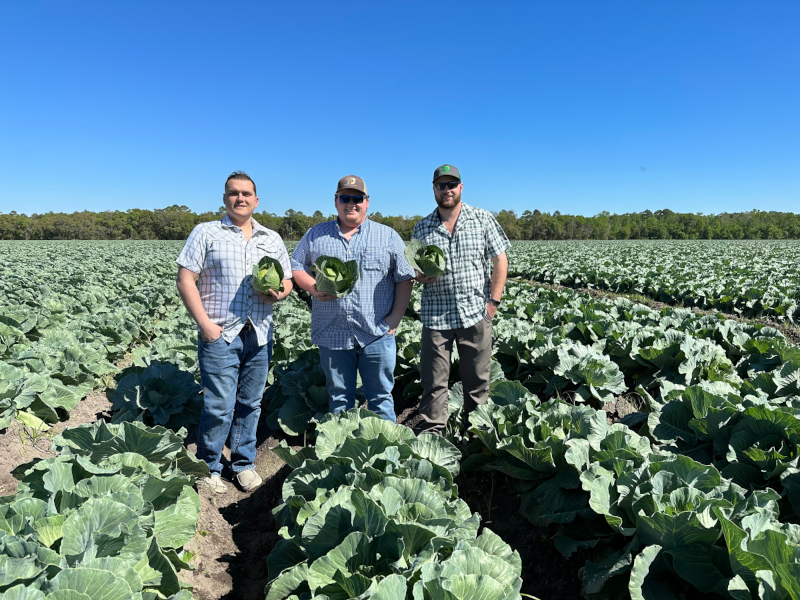 t and j produce employees in a cabbage field