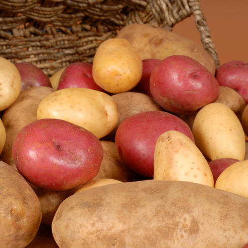 field of potatoes growing