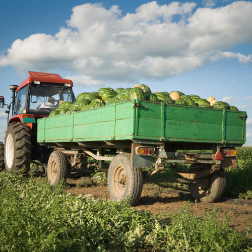 watermelons on a trailer after being harvested